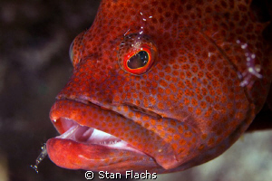 Grouper by Stan Flachs 